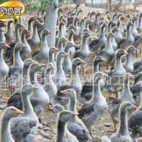 大白鵝 鵝苗 健康成品 田間放養(yǎng)鵝 山東地區加工養(yǎng)殖